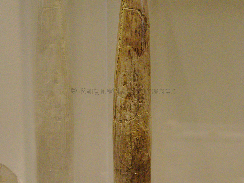Ivory Wand or Penis Sheath