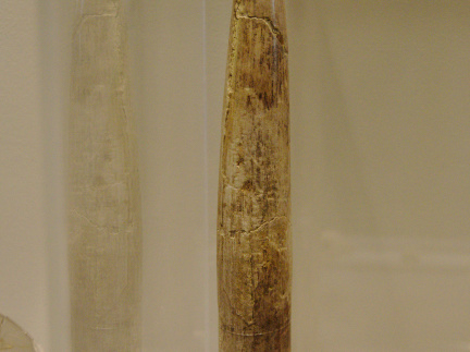 Ivory Wand or Penis Sheath