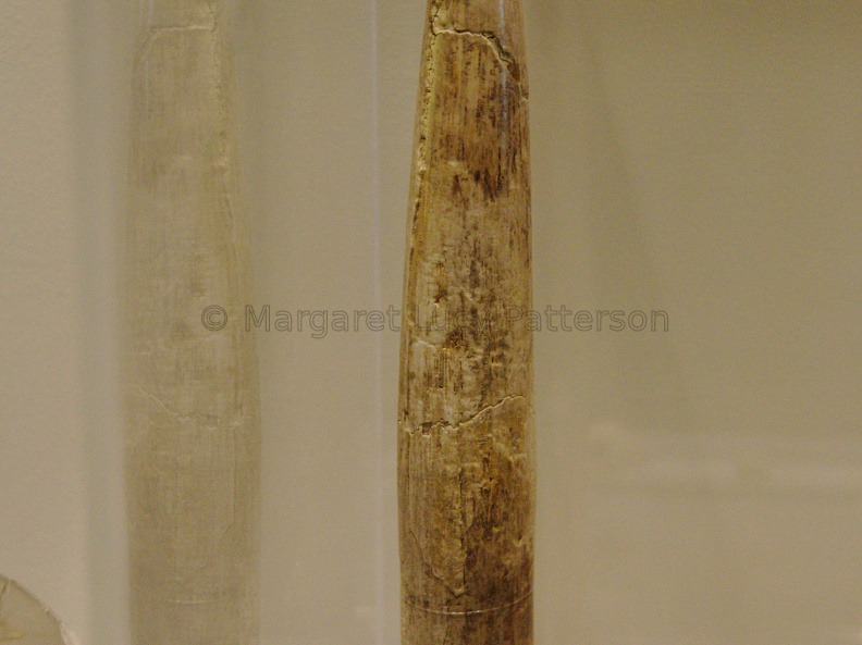 Ivory Wand or Penis Sheath