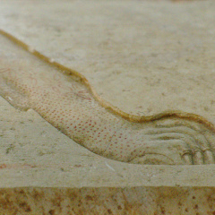 Limestone Sarcophagus with Representation of Panther Skin on Lid