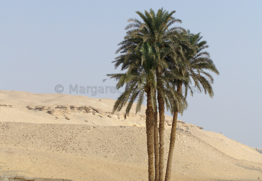 Palm Tree at Saqqara
