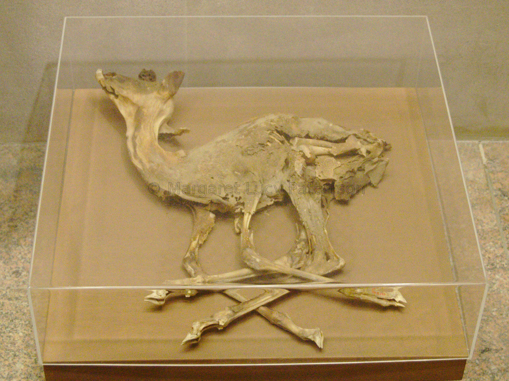 Gazelle Found in the Burial of Ankhshepenwepet