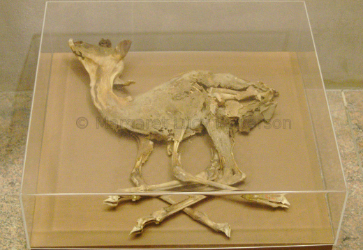 Gazelle Found in the Burial of Ankhshepenwepet