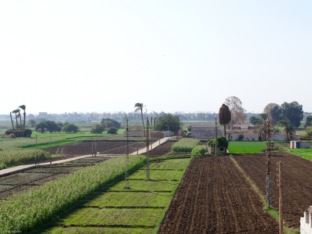 Cultivation at Beni Hasan