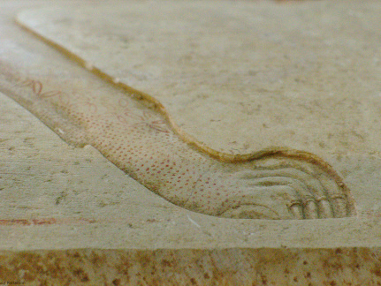 Limestone Sarcophagus with Representation of Panther Skin on Lid
