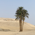 Palm Tree at Saqqara