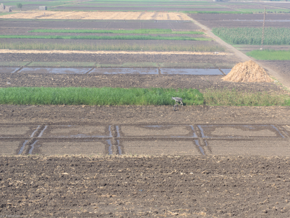 The View Across the Cultivation