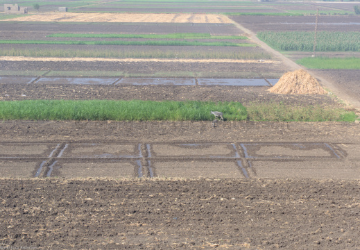 The View Across the Cultivation