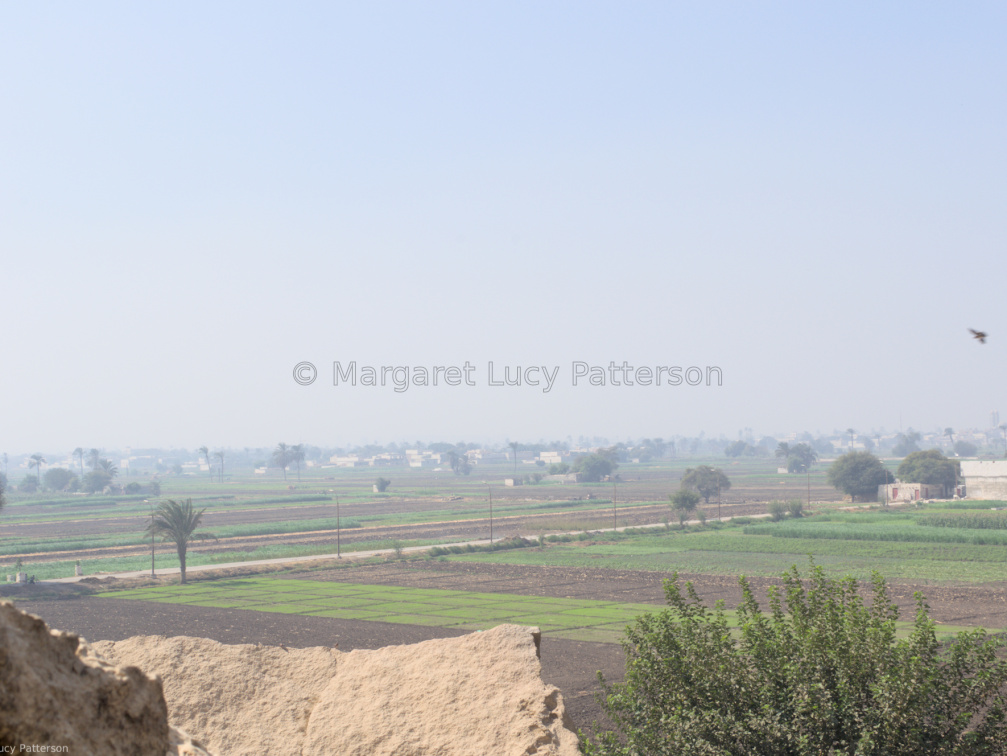 The View Across the Cultivation