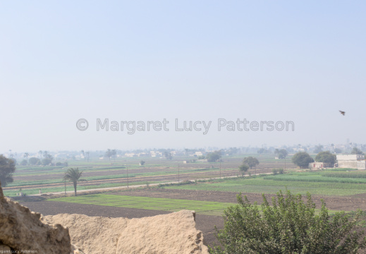 The View Across the Cultivation